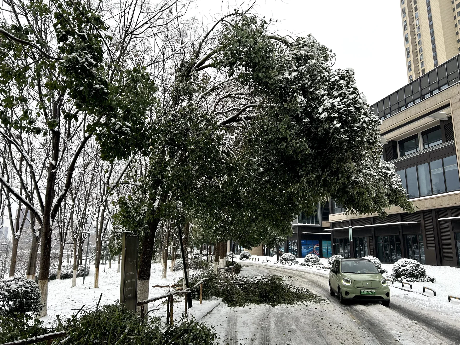 冻雨覆盖的树枝